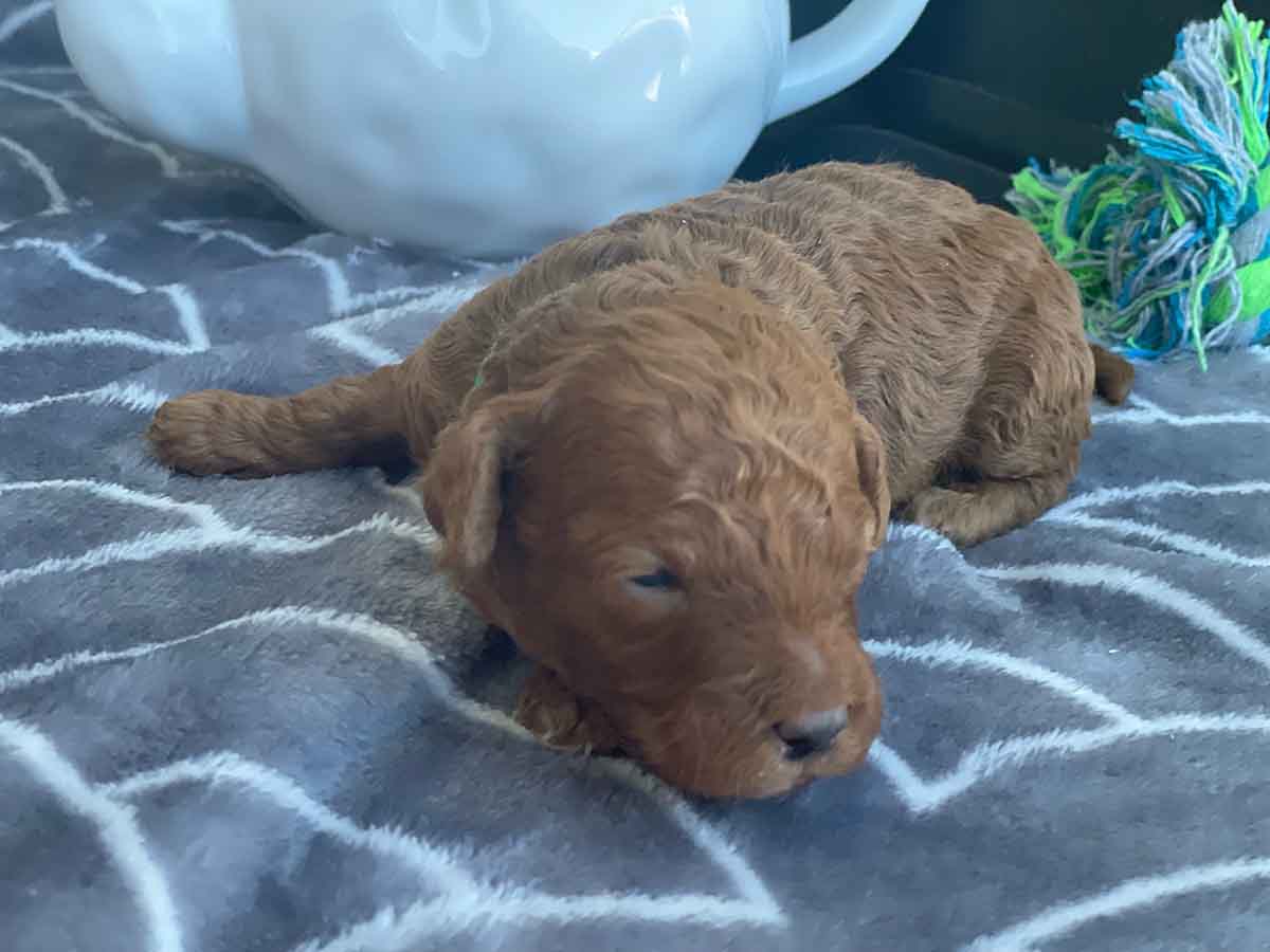 Ferb - Teacup Goldendoodle Boy - Image 16