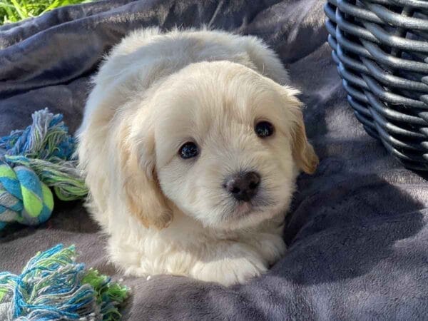 Fluffy - Teacup Goldendoodle Boy