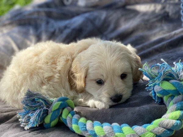 Fluffy - Teacup Goldendoodle Boy - Image 3