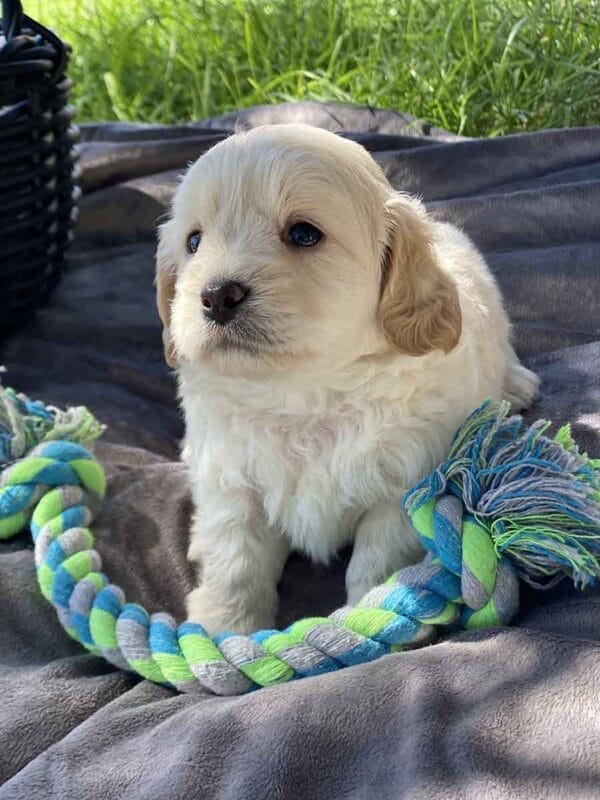 Fluffy - Teacup Goldendoodle Boy - Image 4