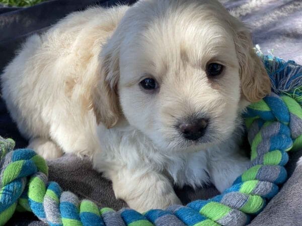 Fluffy - Teacup Goldendoodle Boy - Image 5