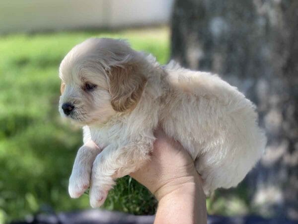 Fluffy - Teacup Goldendoodle Boy - Image 6