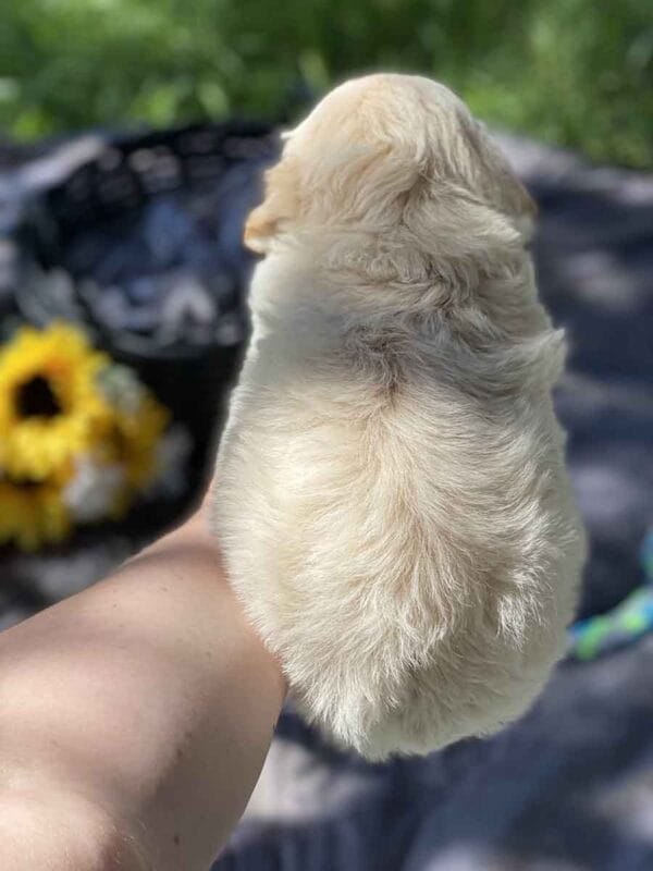 Fluffy - Teacup Goldendoodle Boy - Image 7