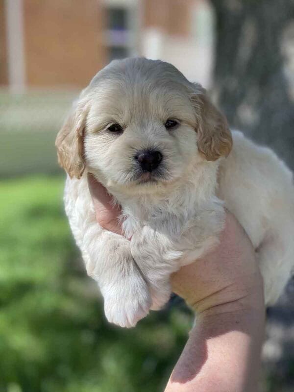 Fluffy - Teacup Goldendoodle Boy - Image 8