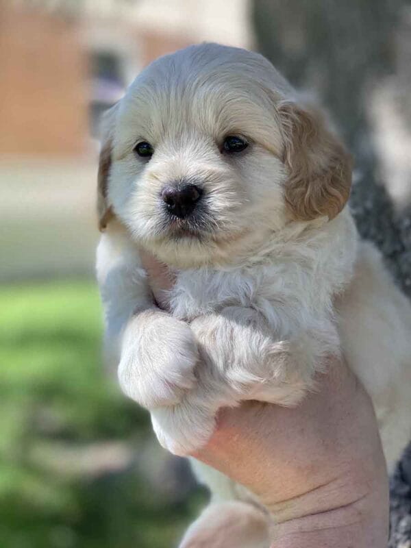 Fluffy - Teacup Goldendoodle Boy - Image 9
