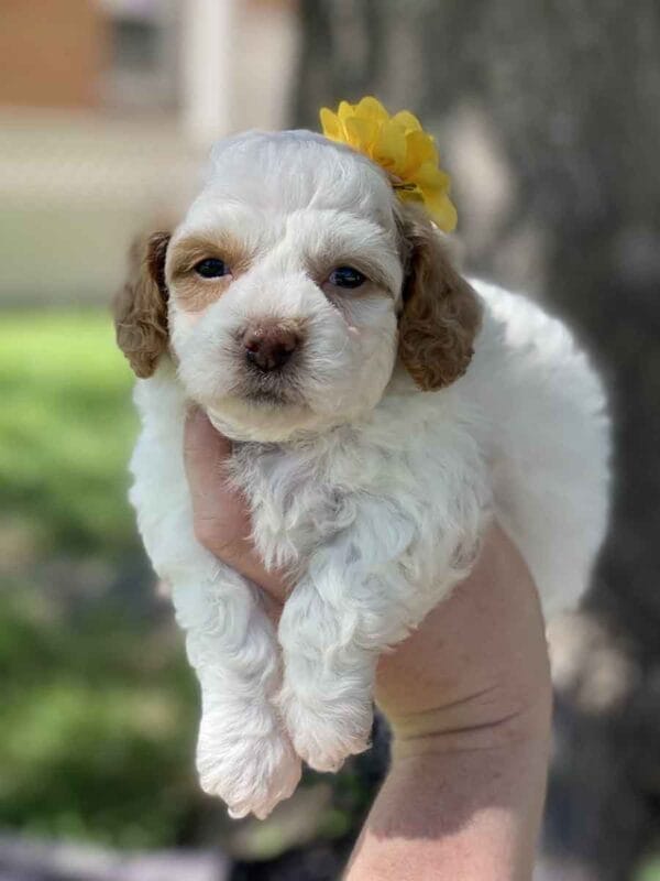 OldGinny - Teacup Goldendoodle Girl - Image 8