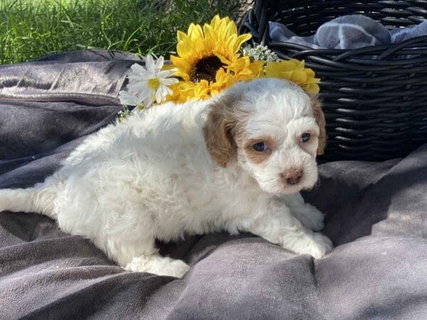 OldGinny - Teacup Goldendoodle Girl - Image 7