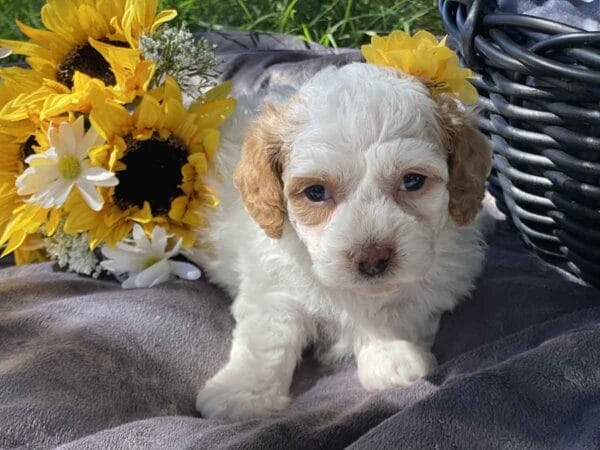 OldGinny - Teacup Goldendoodle Girl - Image 6
