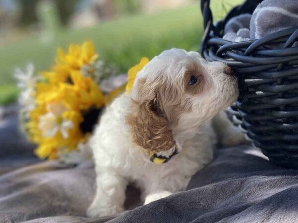 OldGinny - Teacup Goldendoodle Girl - Image 5