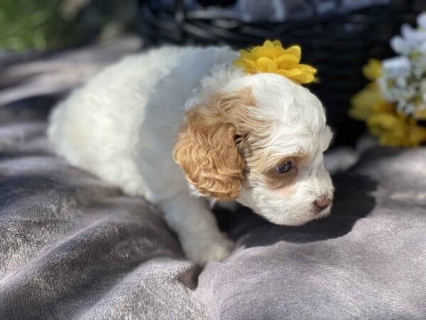 OldGinny - Teacup Goldendoodle Girl - Image 3