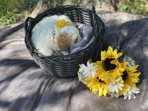OldGinny - Teacup Goldendoodle Girl - Image 2