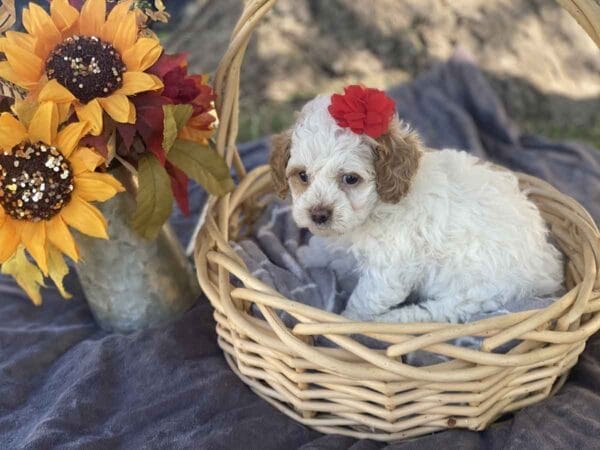 Ginny - Teacup Goldendoodle Girl - Image 6