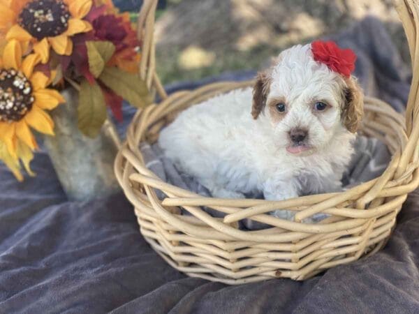 Ginny - Teacup Goldendoodle Girl - Image 5