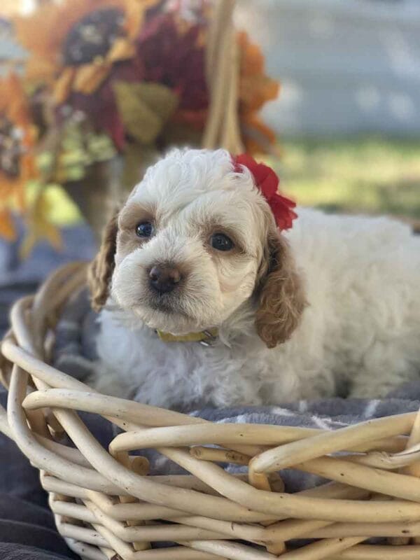 Ginny - Teacup Goldendoodle Girl - Image 3