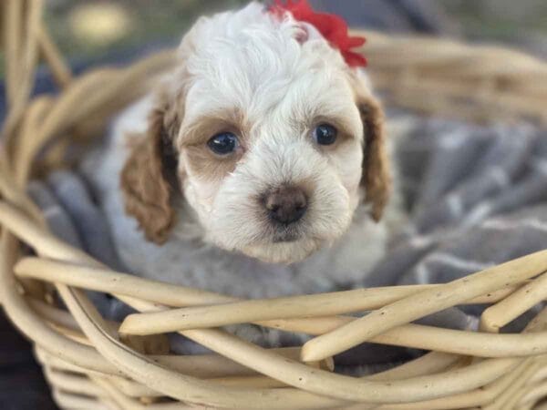 Ginny - Teacup Goldendoodle Girl - Image 2