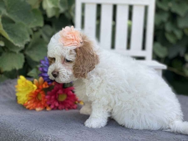Ginny - Teacup Goldendoodle Girl - Image 8
