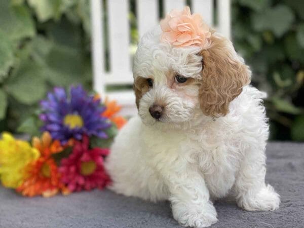 Ginny - Teacup Goldendoodle Girl