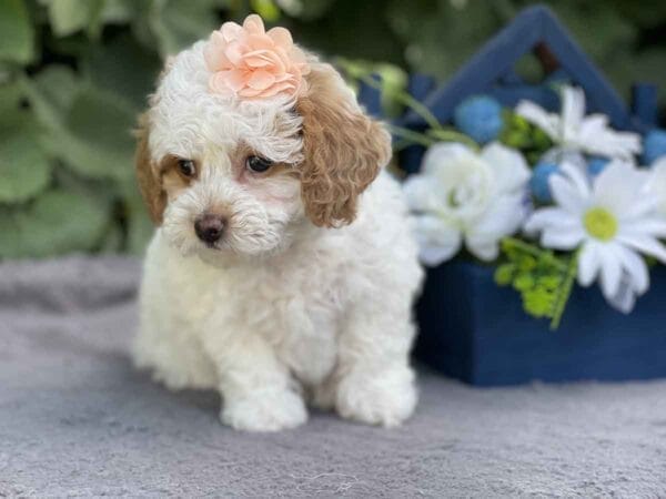 Ginny - Teacup Goldendoodle Girl - Image 10