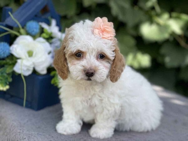 Ginny - Teacup Goldendoodle Girl - Image 11