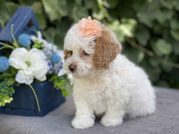 Ginny - Teacup Goldendoodle Girl - Image 7