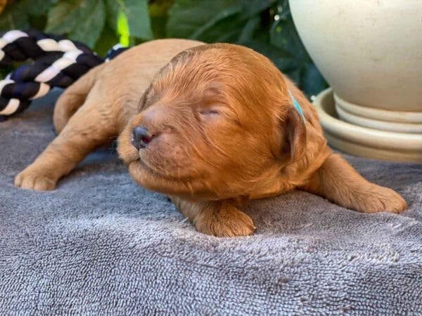 Hefty - Teacup Cavapoo Boy - Image 2