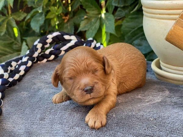 Hefty - Teacup Cavapoo Boy - Image 4