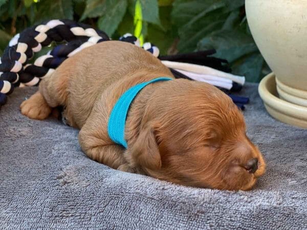 Hefty - Teacup Cavapoo Boy - Image 3