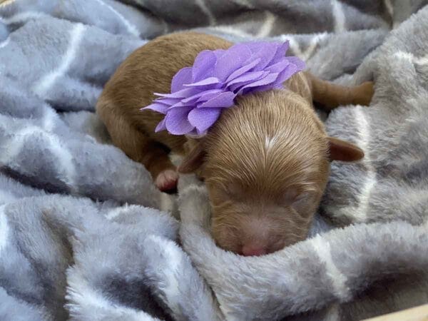 Isabella - Teacup Goldendoodle Girl