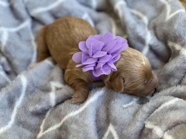 Isabella - Teacup Goldendoodle Girl - Image 4