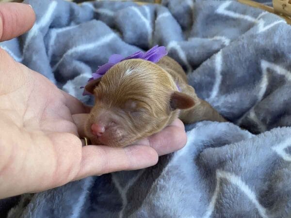 Isabella - Teacup Goldendoodle Girl - Image 3