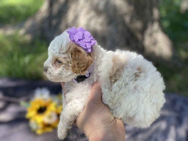 Luna - Teacup Goldendoodle Girl - Image 7