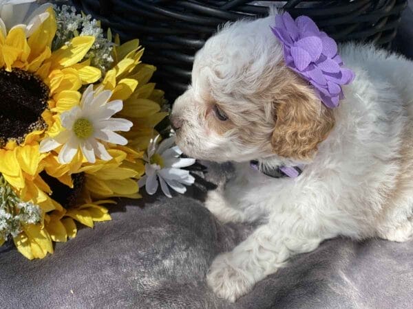 Luna - Teacup Goldendoodle Girl - Image 6