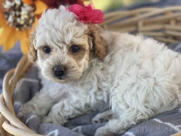 Luna - Teacup Goldendoodle Girl - Image 3