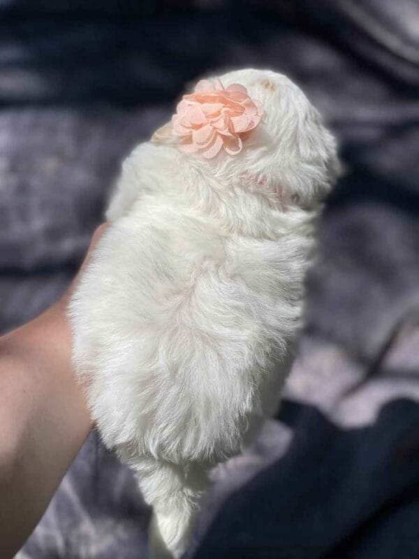 Mollie - Teacup Goldendoodle Girl - Image 8