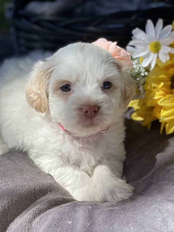 Mollie - Teacup Goldendoodle Girl