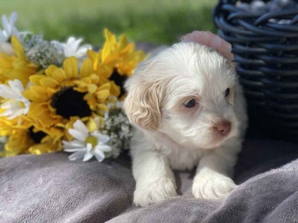 Mollie - Teacup Goldendoodle Girl - Image 2