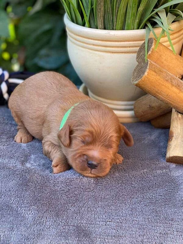 Nosey - Teacup Cavapoo Boy - Image 2