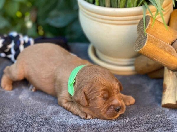 Nosey - Teacup Cavapoo Boy - Image 3