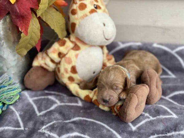 TEACUP GOLDENDOODLE PUPPIES, Precious Doodle Dogs, Teacup Doodle Dogs, Goldendoodle, Doodle Dog, Golden Doodles, Goldendoodle for sale, Goldendoodle puppies for sale, Miniature goldendoodle, goldendoodle puppies, mini goldendoodle, mini puppies, mini goldendoodle size, Mini Doodle Dogs, f1 goldendoodle, golden retriever poodle, chocolate goldendoodle, small doodles, goldendoodle temperament, goldendoodle colors, goldendoodle price, white goldendoodle, f2 goldendoodle, mini goldendoodle price, mini goldendoodle full grown, f1 mini goldendoodle, f1b goldendoodle, parti goldendoodle, goldendoodles near me, english goldendoodle, australian goldendoodle, red goldendoodle, doodle breeds, brown goldendoodle, goldendoodle cost, adult mini goldendoodle, golden noodle dog, doodle dog breeds, miniature golden doodle, miniature puppies, golden retriever poodle mix, A Star is Born, A star is born goldendoodle, a star is born dog, Bradley Cooper's Dog, Bradley Cooper Dog, Bradley Cooper's Goldendoodle, arizona goldendoodles, goldendoodle training, goldendoodle size, how big do mini goldendoodles get, goldendoodle full grown, baby goldendoodle, goldendoodle houston, golden doodles for sale, adult goldendoodle, apricot goldendoodle, goldendoodle grooming, mini golden doodles, goldendoodle shedding, f2b goldendoodle, goldendoodle hypoallergenic, goldendoodle names, english cream goldendoodle, golden retriever and poodle mix, mini goldendoodle puppies, micro goldendoodle, mini goldendoodle puppies for sale, miniature goldendoodle for sale, goldendoodle puppies for adoption, teddy bear goldendoodle, mini goldendoodle rescue, medium goldendoodle, black goldendoodle, mini goldendoodle for sale near me, goldendoodle puppies for sale near me, mini doodle, doodle puppies, mini goldendoodle for sale, goldendoodle breeders near me, miniature goldendoodle for sale near me, toy goldendoodle, petite goldendoodle, golden doodle dog, miniature goldendoodle puppies, mini goldendoodle puppies for sale near me, goldendoodles for sale near me, mini goldedoodle breeders, goldendoodle adoption, f1b mini goldendoodle, small goldendoodle, teacup goldendoodle, goldendoodle puppies near me, goldendoodle breeders, how to groom a goldendoodle, great doodle puppies, golden doodle mix, goldendoodle tampa, goldendoodle facts, white doodle dog, white goldendoodle puppy, mini goldendoodle maryland, country mini doodles, goldendoodle los angeles, toy labradoodle puppies for sale, types of goldendoodles, mini golden retriever puppies, golden goldendoodle, mini golden retriever puppies for sale, miniature australian goldendoodle, goldendoodle sacramento, goldendoodle omaha, labradoodle goldendoodle, f1 medium goldendoodle, BEST goldendoodles, pictures of mini goldendoodles, teacup goldendoodle full grown, micro mini goldendoodle full grown, toy goldendoodle price, goldendoodle chicago, retriever doodle, teacup goldendoodle puppies for sale, cute goldendoodle,