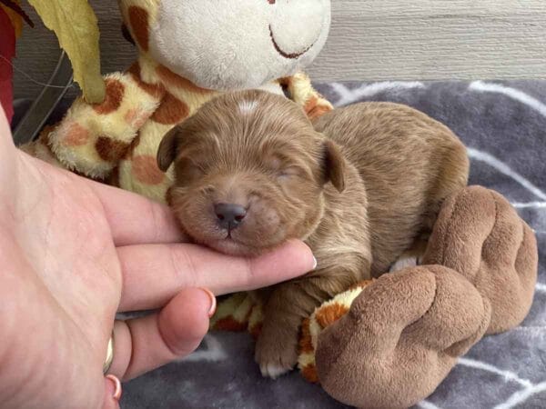 TEACUP GOLDENDOODLE PUPPIES, Precious Doodle Dogs, Teacup Doodle Dogs, Goldendoodle, Doodle Dog, Golden Doodles, Goldendoodle for sale, Goldendoodle puppies for sale, Miniature goldendoodle, goldendoodle puppies, mini goldendoodle, mini puppies, mini goldendoodle size, Mini Doodle Dogs, f1 goldendoodle, golden retriever poodle, chocolate goldendoodle, small doodles, goldendoodle temperament, goldendoodle colors, goldendoodle price, white goldendoodle, f2 goldendoodle, mini goldendoodle price, mini goldendoodle full grown, f1 mini goldendoodle, f1b goldendoodle, parti goldendoodle, goldendoodles near me, english goldendoodle, australian goldendoodle, red goldendoodle, doodle breeds, brown goldendoodle, goldendoodle cost, adult mini goldendoodle, golden noodle dog, doodle dog breeds, miniature golden doodle, miniature puppies, golden retriever poodle mix, A Star is Born, A star is born goldendoodle, a star is born dog, Bradley Cooper's Dog, Bradley Cooper Dog, Bradley Cooper's Goldendoodle, arizona goldendoodles, goldendoodle training, goldendoodle size, how big do mini goldendoodles get, goldendoodle full grown, baby goldendoodle, goldendoodle houston, golden doodles for sale, adult goldendoodle, apricot goldendoodle, goldendoodle grooming, mini golden doodles, goldendoodle shedding, f2b goldendoodle, goldendoodle hypoallergenic, goldendoodle names, english cream goldendoodle, golden retriever and poodle mix, mini goldendoodle puppies, micro goldendoodle, mini goldendoodle puppies for sale, miniature goldendoodle for sale, goldendoodle puppies for adoption, teddy bear goldendoodle, mini goldendoodle rescue, medium goldendoodle, black goldendoodle, mini goldendoodle for sale near me, goldendoodle puppies for sale near me, mini doodle, doodle puppies, mini goldendoodle for sale, goldendoodle breeders near me, miniature goldendoodle for sale near me, toy goldendoodle, petite goldendoodle, golden doodle dog, miniature goldendoodle puppies, mini goldendoodle puppies for sale near me, goldendoodles for sale near me, mini goldedoodle breeders, goldendoodle adoption, f1b mini goldendoodle, small goldendoodle, teacup goldendoodle, goldendoodle puppies near me, goldendoodle breeders, how to groom a goldendoodle, great doodle puppies, golden doodle mix, goldendoodle tampa, goldendoodle facts, white doodle dog, white goldendoodle puppy, mini goldendoodle maryland, country mini doodles, goldendoodle los angeles, toy labradoodle puppies for sale, types of goldendoodles, mini golden retriever puppies, golden goldendoodle, mini golden retriever puppies for sale, miniature australian goldendoodle, goldendoodle sacramento, goldendoodle omaha, labradoodle goldendoodle, f1 medium goldendoodle, BEST goldendoodles, pictures of mini goldendoodles, teacup goldendoodle full grown, micro mini goldendoodle full grown, toy goldendoodle price, goldendoodle chicago, retriever doodle, teacup goldendoodle puppies for sale, cute goldendoodle,