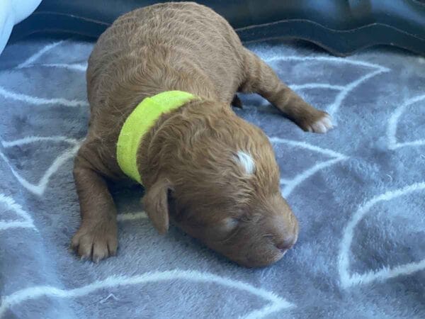 Pluto - Teacup Goldendoodle Boy - Image 3