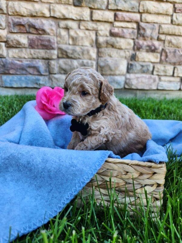 Remy - Teacup Labradoodle Boy - Image 2