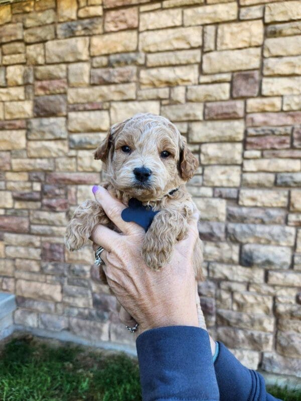 Remy - Teacup Labradoodle Boy - Image 5