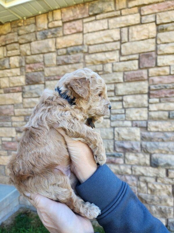 Remy - Teacup Labradoodle Boy - Image 6