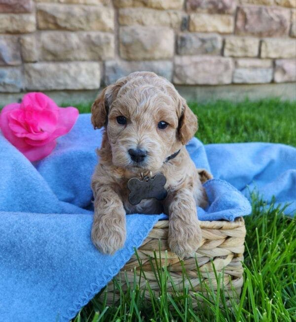 Remy - Teacup Labradoodle Boy - Image 3