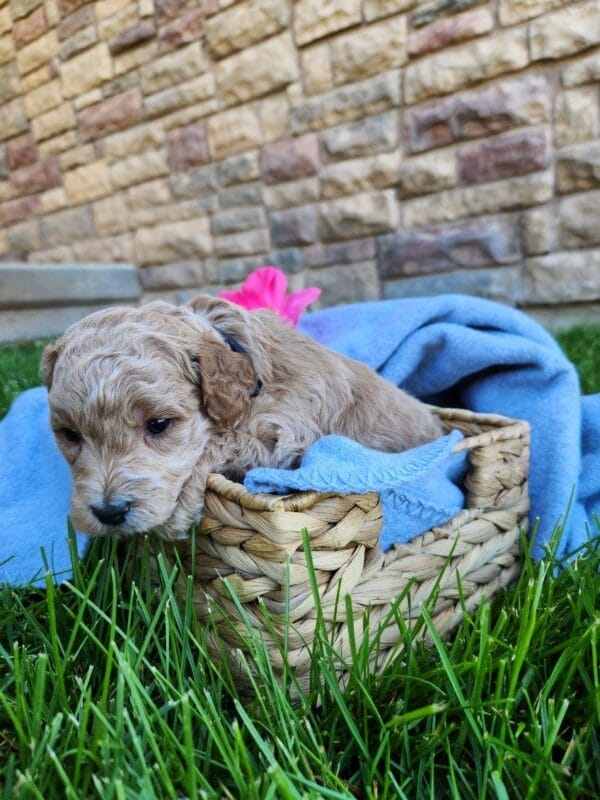 Remy - Teacup Labradoodle Boy - Image 4