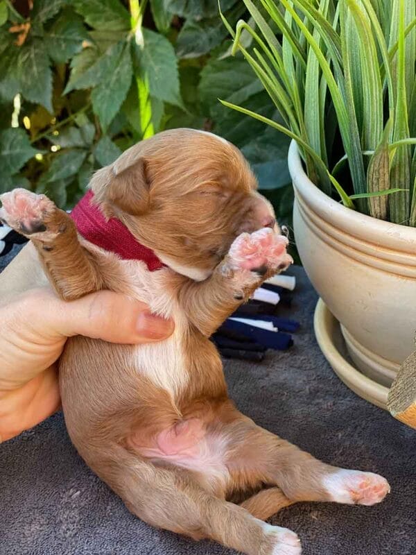 Smarty - Teacup Cavapoo Boy - Image 2