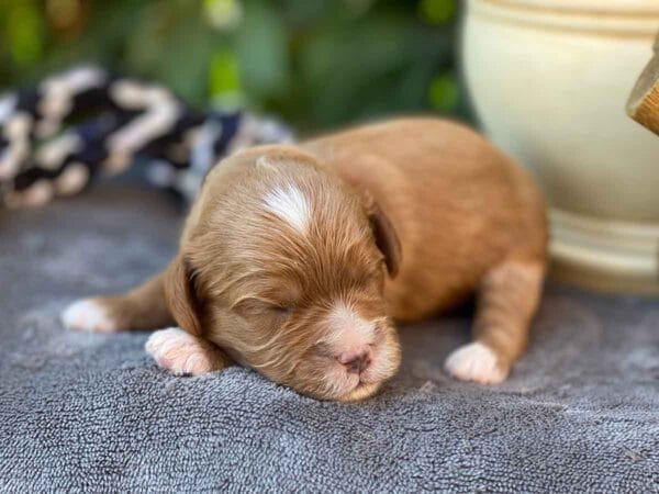 Smarty - Teacup Cavapoo Boy - Image 4