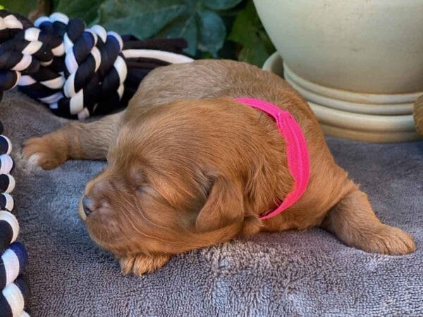 Smurfette - Teacup Cavapoo Girl - Image 4