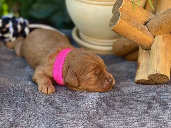 Smurfette - Teacup Cavapoo Girl - Image 3